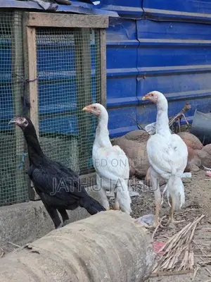 Rooster