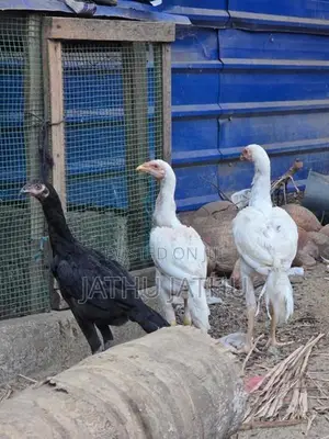 Rooster