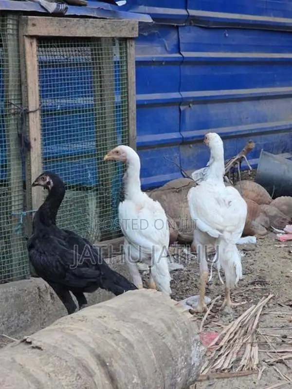 Rooster