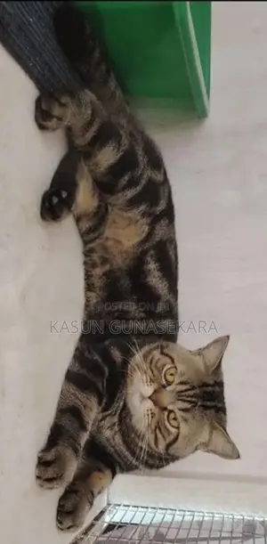 ඇමෙරිකන් ශෝර්ට් හෙයා.