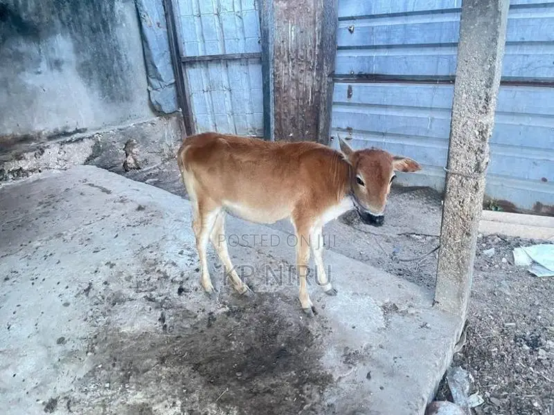 Milk Cow
