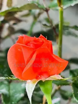 Rose Flower Plant