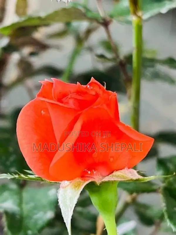 Rose Flower Plant