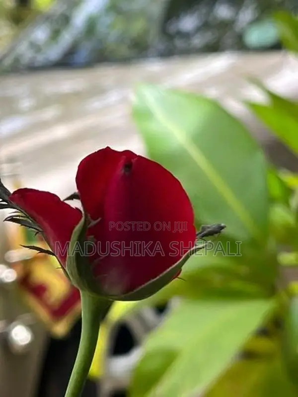 Rose Flower Plant