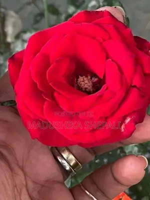 Rose Flower Plant