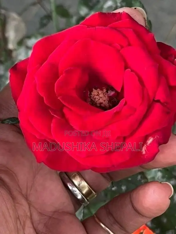 Rose Flower Plant