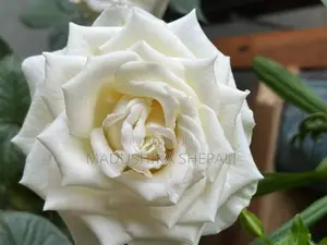 Rose Flower Plant