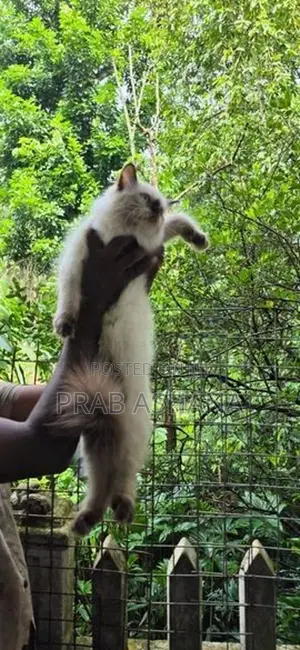 Himalayan Persian Cat