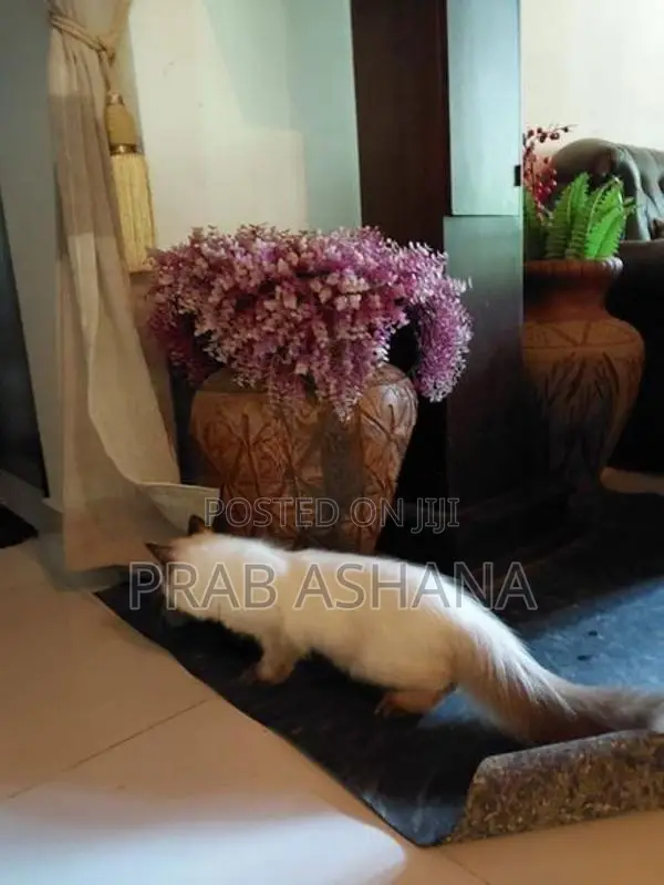 Himalayan Persian Cat