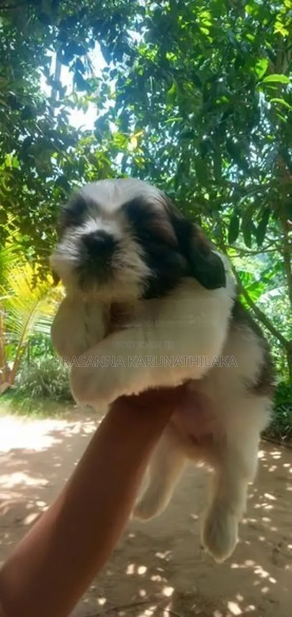 Shih Tzu Puppy