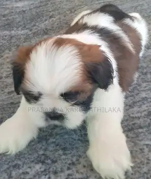Shih Tzu Puppy