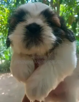 Shih Tzu Puppy