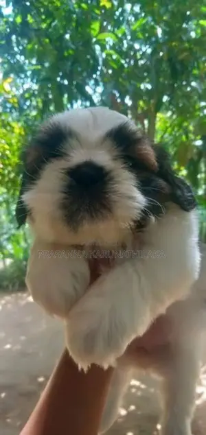 Shih Tzu Puppy