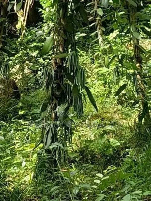 Vanilla Plant