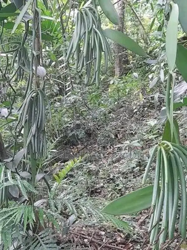 Vanilla Plant