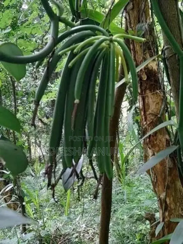 Vanilla Plant