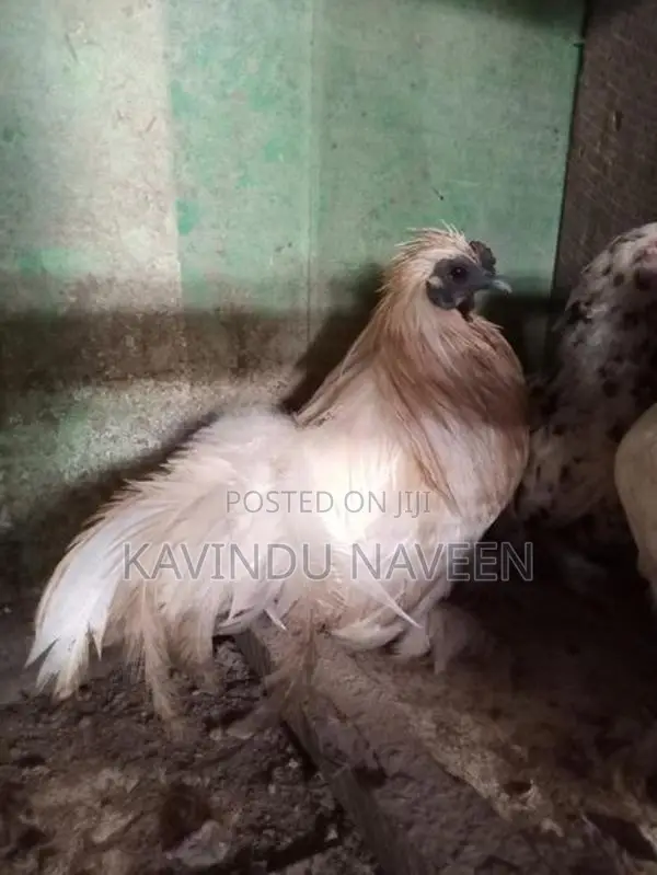 Bantam Hens