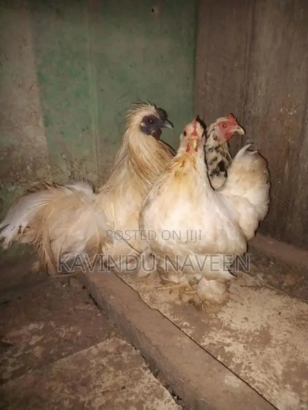 Bantam Hens