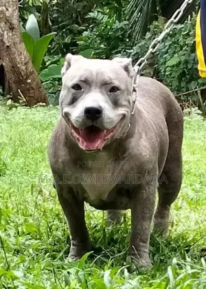 American Bully Dog