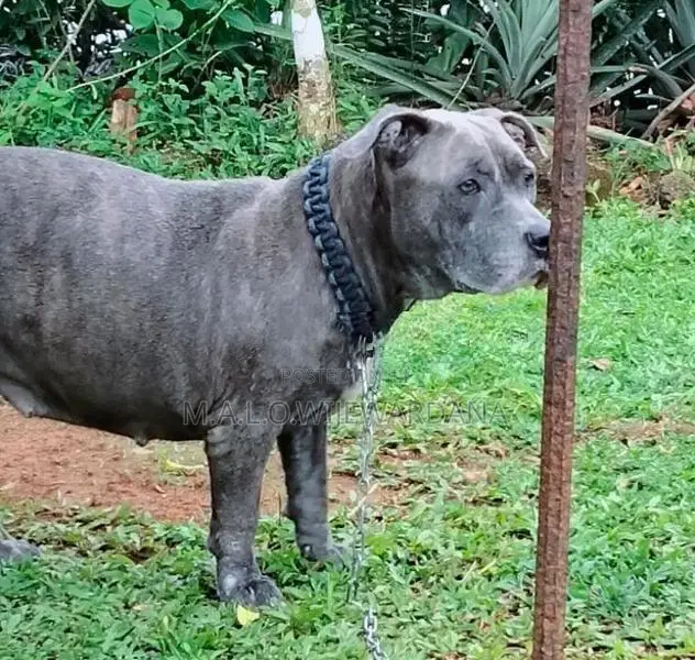 American Bully Dog