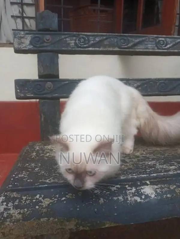 Persian Cat