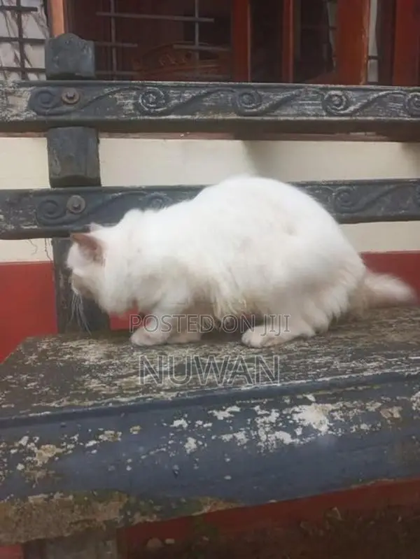 Persian Cat