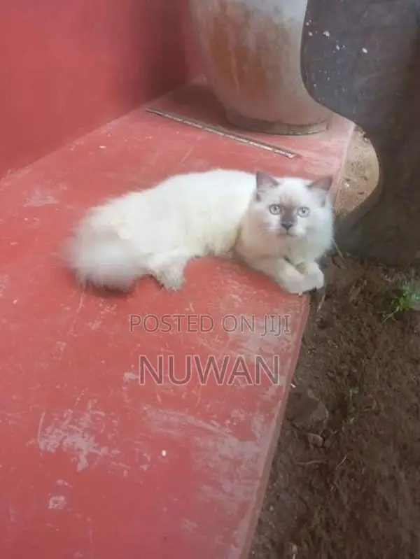 Persian Cat