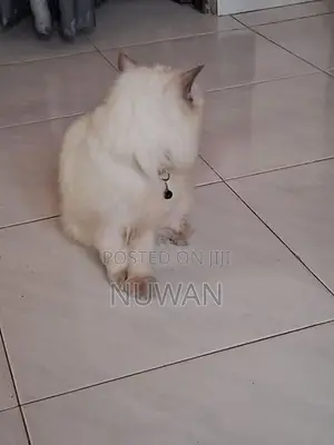Persian Cat