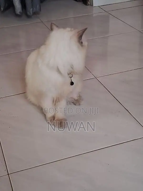Persian Cat