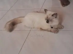 Persian Cat