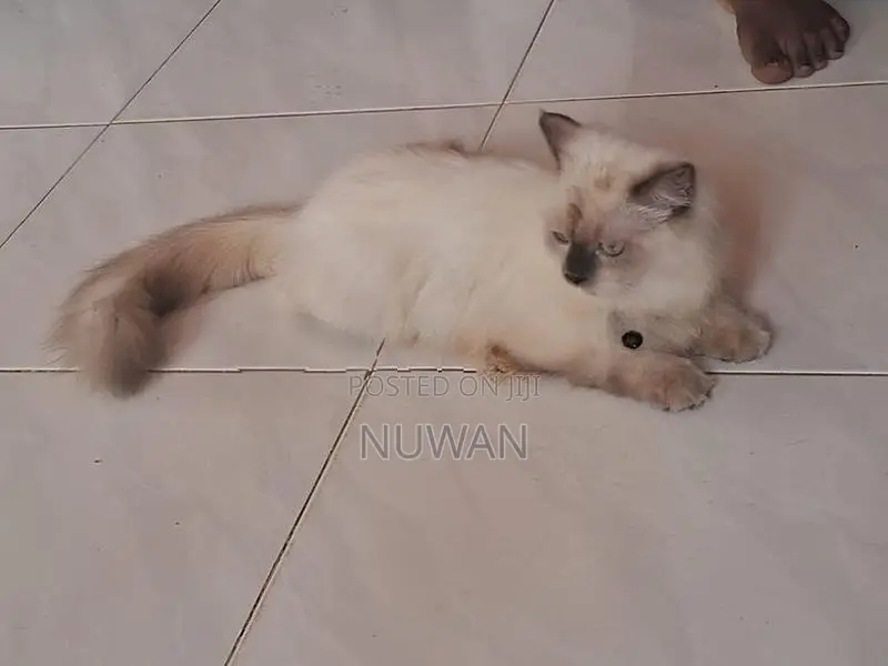 Persian Cat