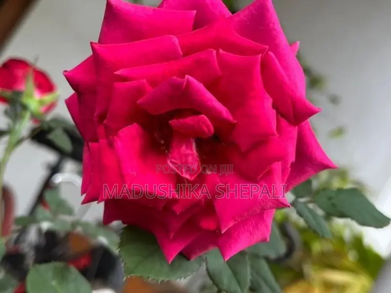 Roses