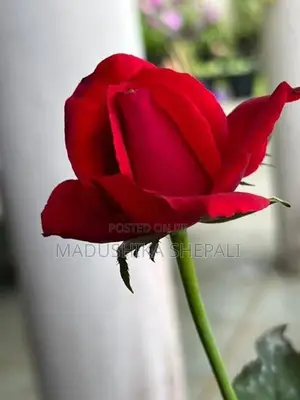 Roses