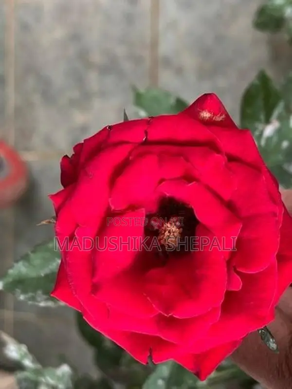 Roses