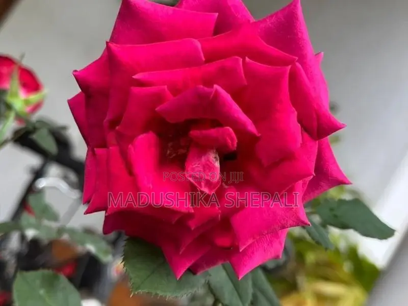 Roses
