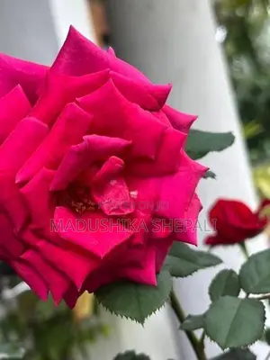 Roses