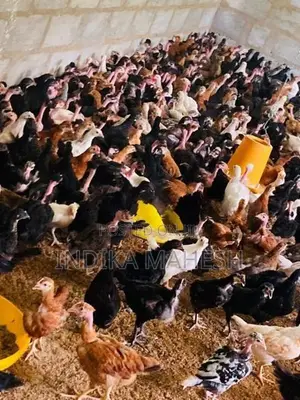 Farm Chicks