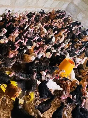 Farm Chicks