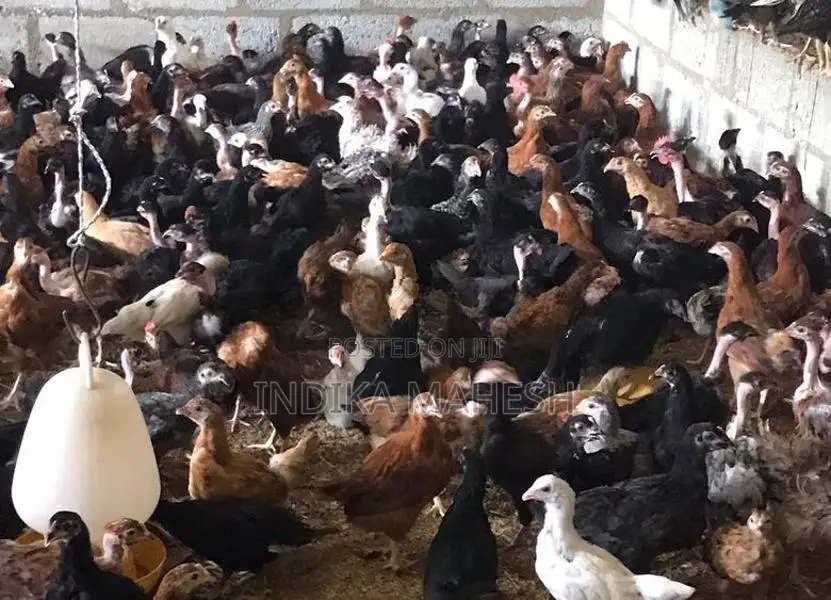 Farm Chicks