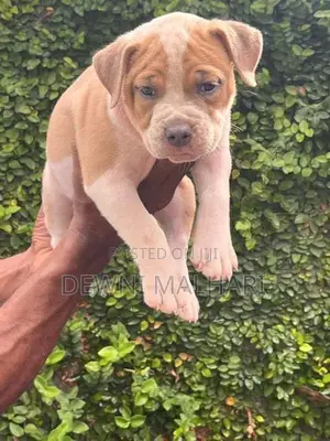 American Bully Puppies