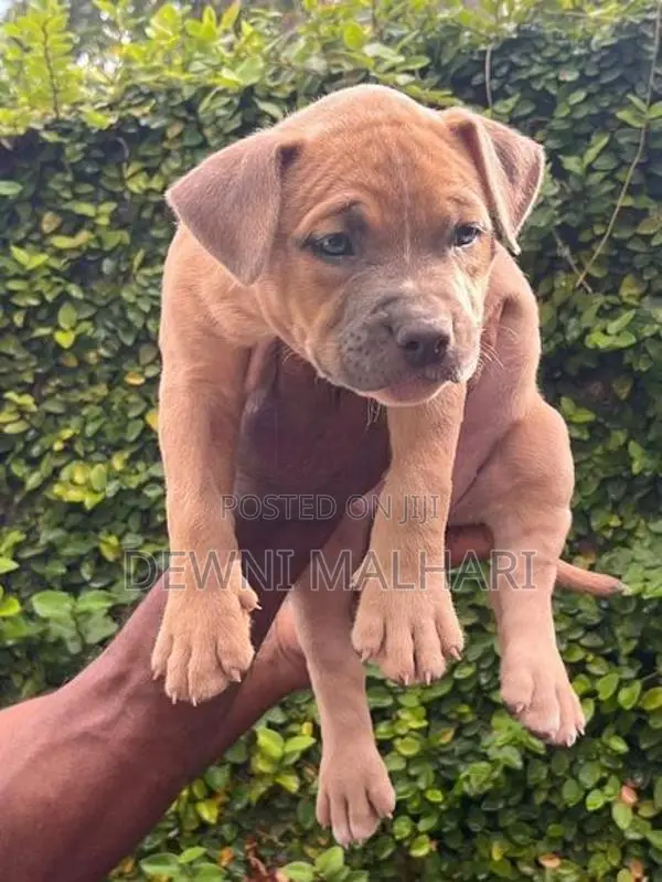 American Bully Puppies