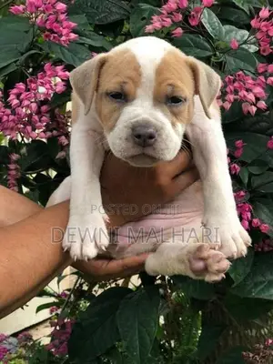 American Bully Puppies