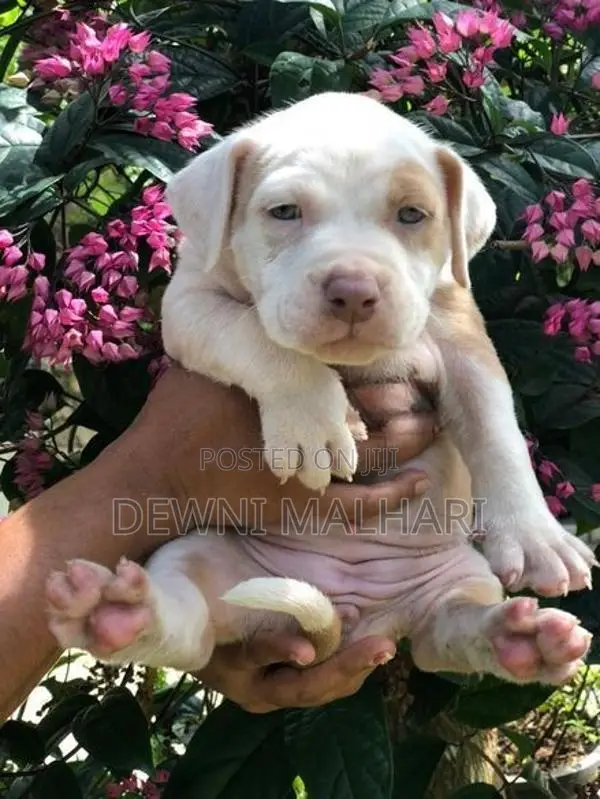 American Bully Puppies