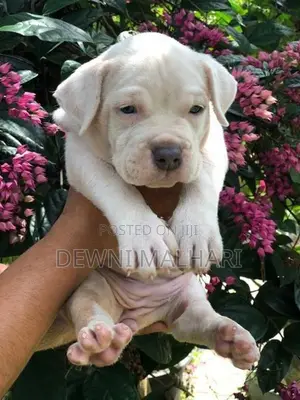 American Bully Puppies