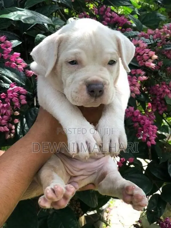American Bully Puppies