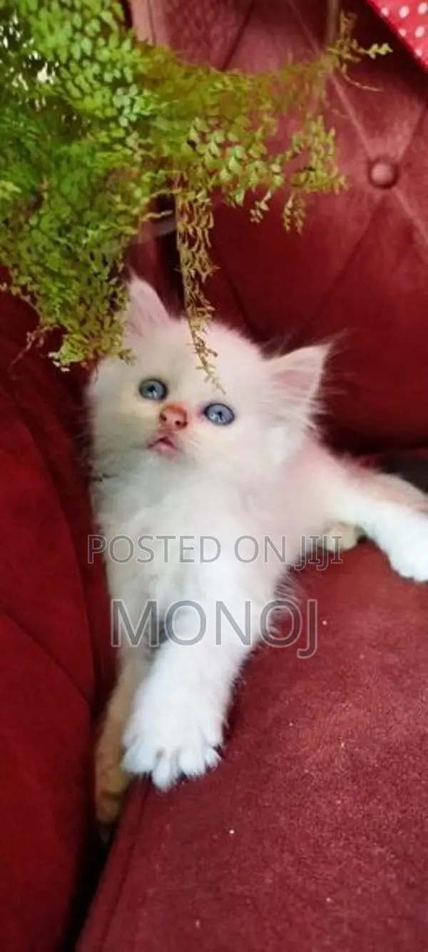 Persian Kitten