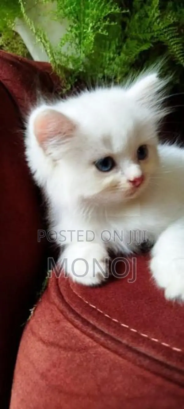 Persian Kitten