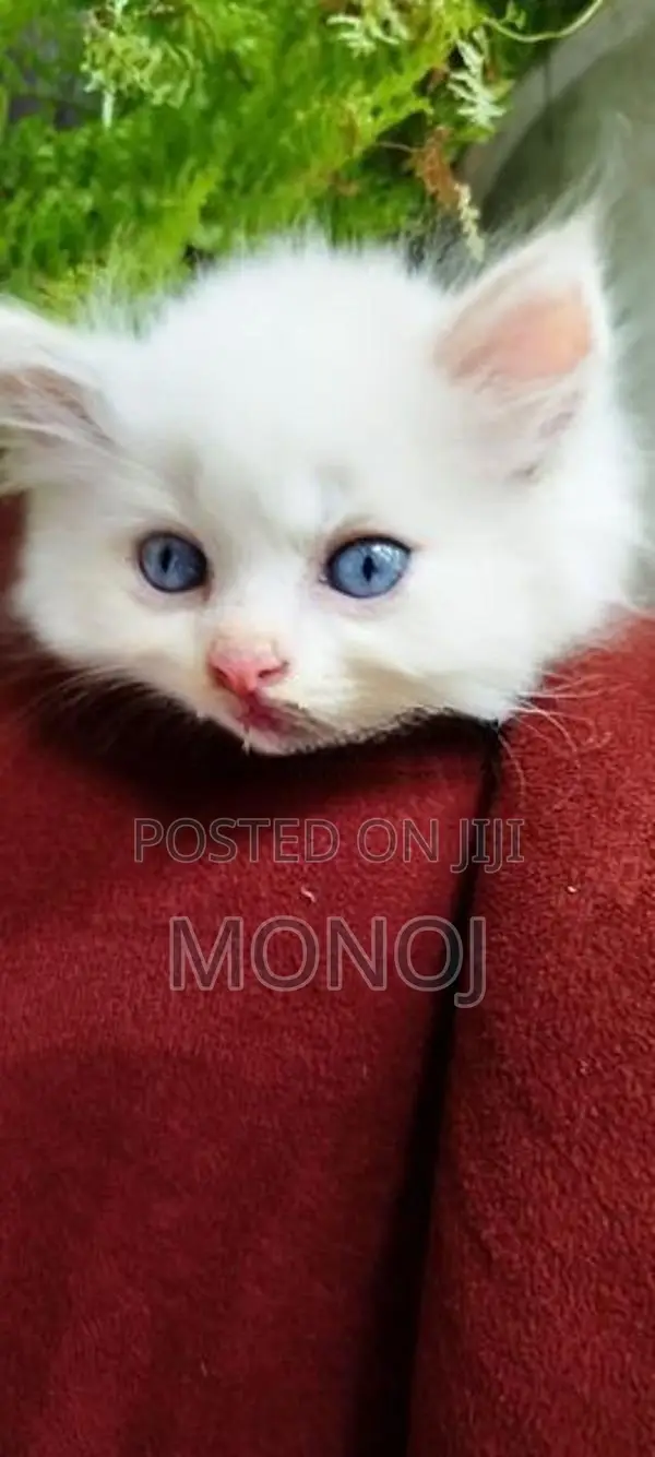 Persian Kitten