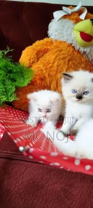 Persian Kitten