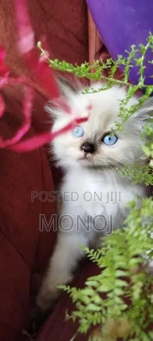 Persian Kitten